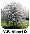 VF Alberi D